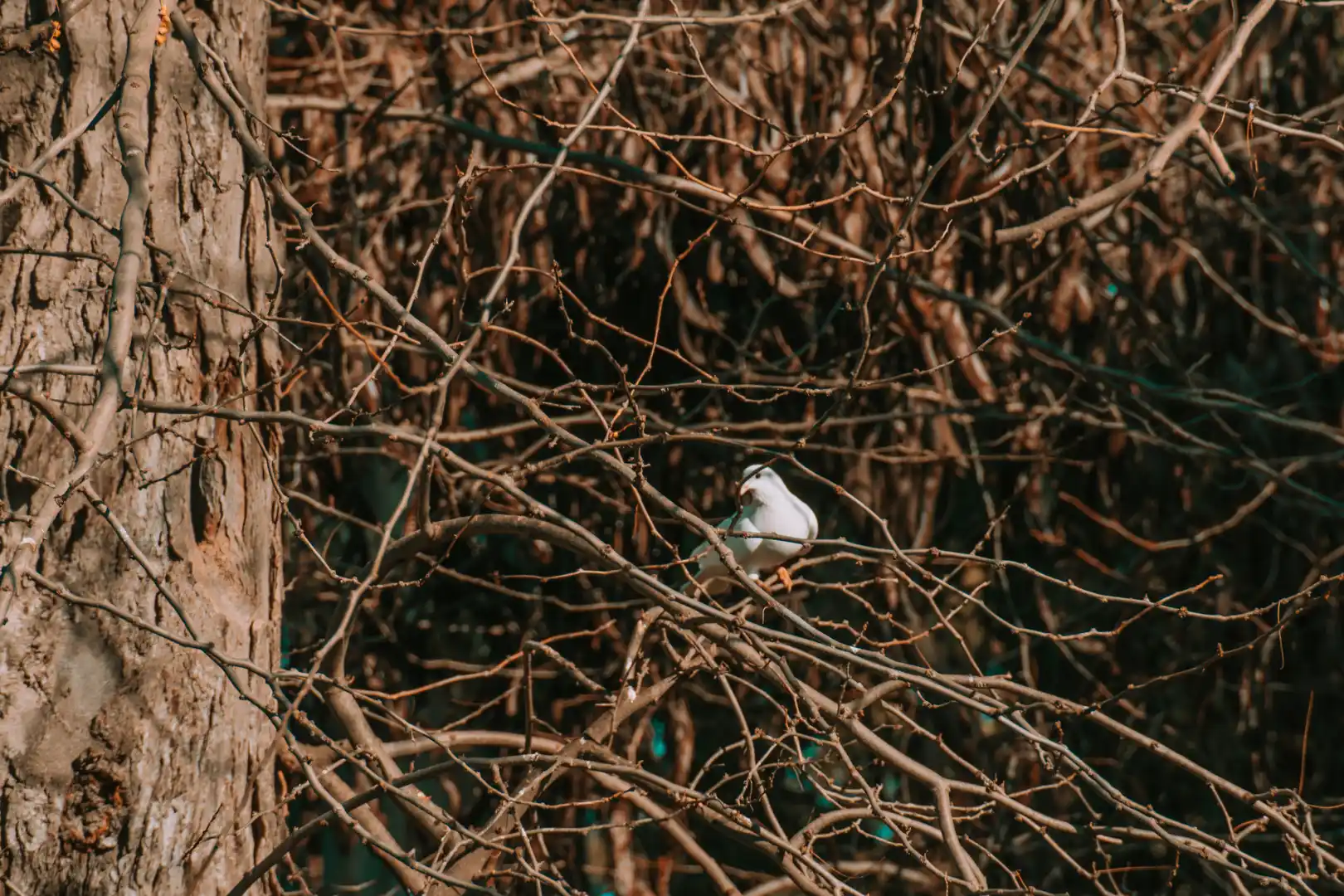 Imagen de Carlos Casado